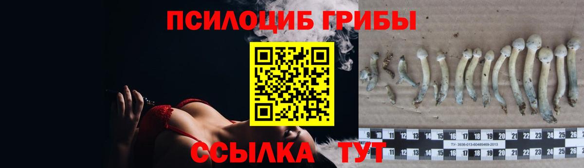 дарнет шоп  Ефремов  Галлюциногенные грибы ЛСД  Псилоцибиновые грибы Psilocybe 